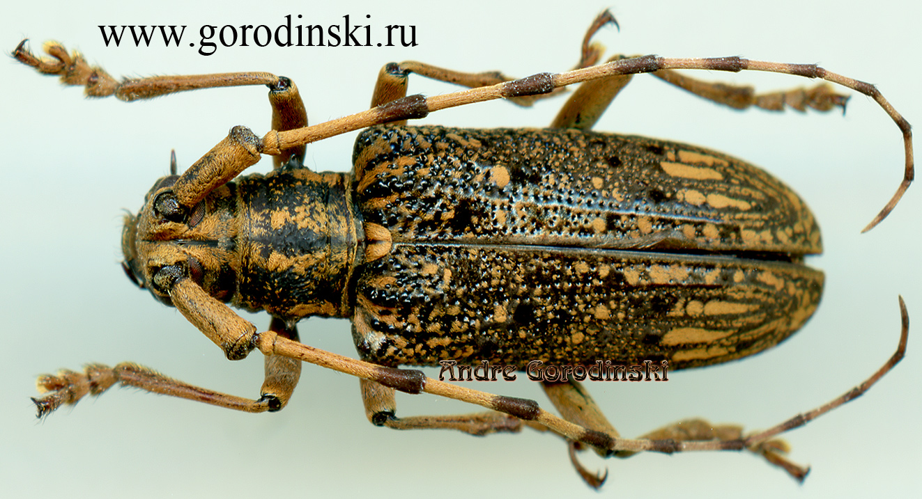 http://www.gorodinski.ru/cerambyx/Pharsalia subgemmata.jpg